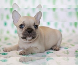 French Bulldog Puppy for sale in KENDALL, FL, USA