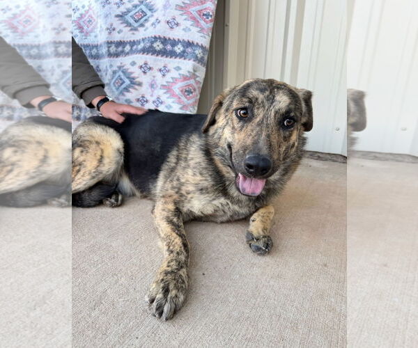 Medium Photo #4 Plott Hound-Unknown Mix Puppy For Sale in Grafton, WI, USA