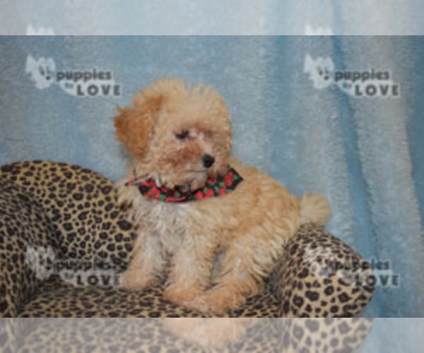 Medium Photo #4 Poodle (Toy) Puppy For Sale in SANGER, TX, USA