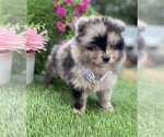 Small #23 Pomeranian