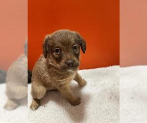 Border Terrier-Poodle (Standard) Mix Dogs for adoption in Frisco, CO, USA