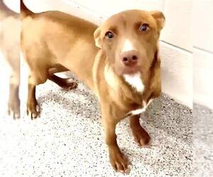 Gerberian Shepsky Dogs for adoption in Houston, TX, USA