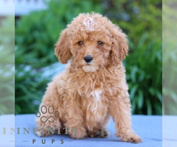 Medium Photo #1 Poodle (Miniature) Puppy For Sale in LITITZ, PA, USA
