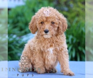 Poodle (Miniature) Puppy for sale in LITITZ, PA, USA