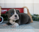 Small Photo #9 Victorian Bulldog Puppy For Sale in MILLERSBURG, IN, USA