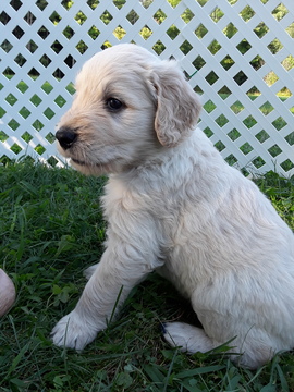 Medium Photo #1 Goldendoodle Puppy For Sale in HIRAM, OH, USA