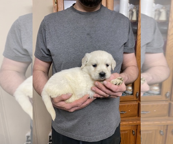 Medium Photo #1 Golden Retriever Puppy For Sale in WEAVERVILLE, NC, USA