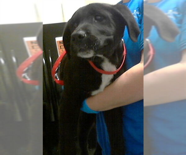 Medium Photo #1 Labrador Retriever Puppy For Sale in Fayetteville, NC, USA