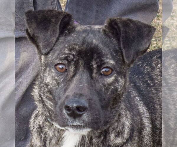 Medium Photo #1 Boxer-Unknown Mix Puppy For Sale in Huntley, IL, USA