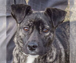 Boxer-Unknown Mix Dogs for adoption in Huntley, IL, USA