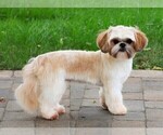 Small Photo #1 Shih Tzu Puppy For Sale in SYRACUSE, IN, USA