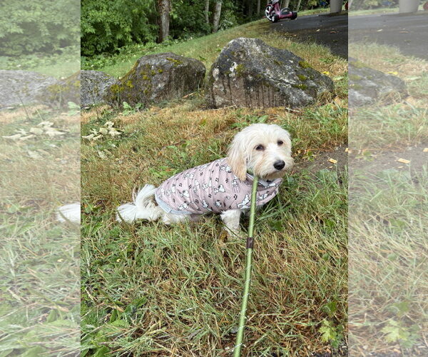 Medium Photo #6 Coton de Tulear-Unknown Mix Puppy For Sale in Seattle, WA, USA