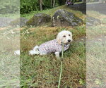 Small #5 Coton de Tulear Mix