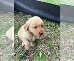 Small #1 Golden Retriever