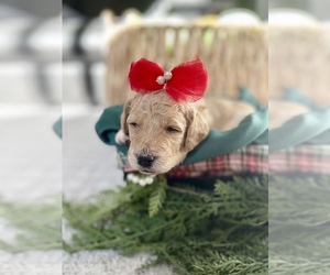 Goldendoodle Puppy for sale in EVANS, GA, USA