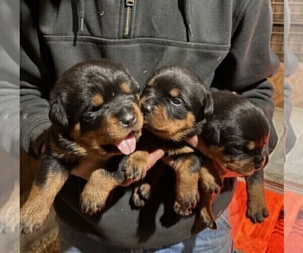 Medium Photo #1 Rottweiler Puppy For Sale in SHEFFIELD, IL, USA