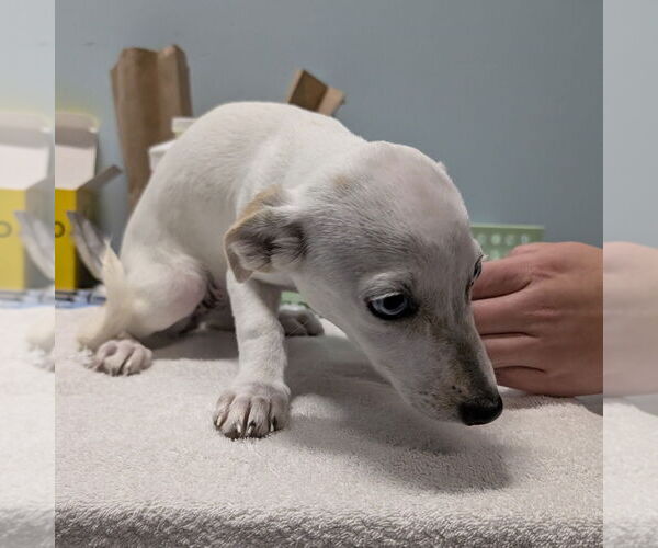 Medium Photo #1 Jack Chi Puppy For Sale in Chico, CA, USA