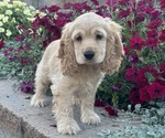 Small #2 Cocker Spaniel