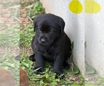 Small #8 Labrador Retriever