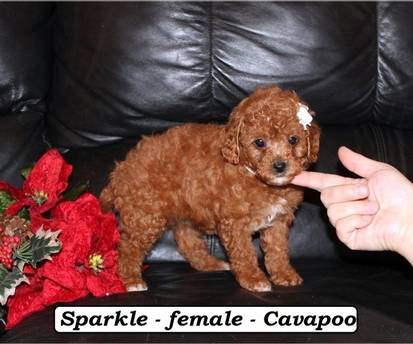 Medium Photo #2 Cavapoo (Miniature) Puppy For Sale in CLARKRANGE, TN, USA