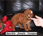 Small #1 Cavapoo (Miniature)