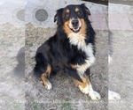 Small Photo #1 Australian Shepherd Puppy For Sale in GEORGETOWN, TN, USA