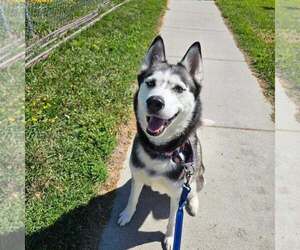 Siberian Husky Dogs for adoption in Fargo, ND, USA
