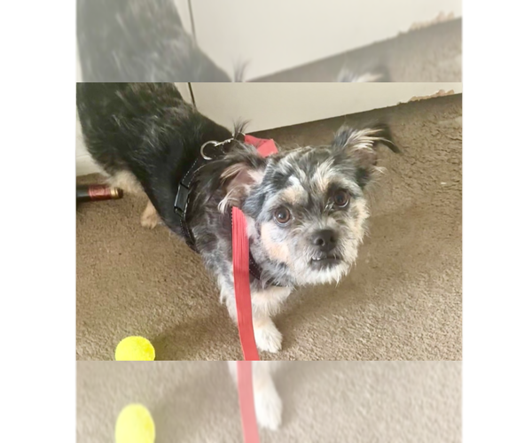 Medium Photo #2 Border Terrier-Unknown Mix Puppy For Sale in Brewster, NY, USA