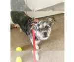 Small #1 Border Terrier Mix