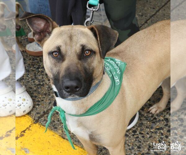 Medium Photo #3 Mutt Puppy For Sale in Washington, DC, USA