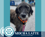 Small #5 Scottish Deerhound