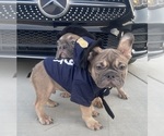 Small #12 French Bulldog