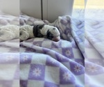 Small Photo #40 Aussiedoodle-Bernedoodle Mix Puppy For Sale in BELTON, SC, USA