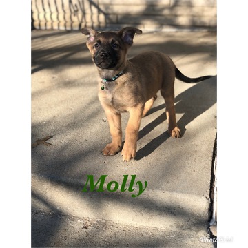 Medium Photo #3 Belgian Malinois Puppy For Sale in COLUMBUS, OH, USA