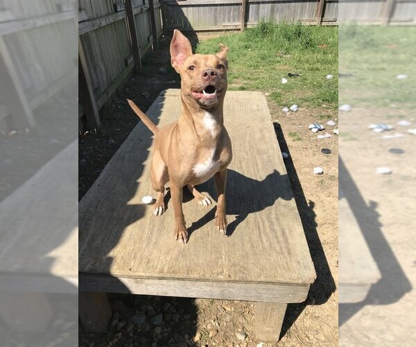 Medium Photo #1 Basenji-Unknown Mix Puppy For Sale in Jackson, MS, USA