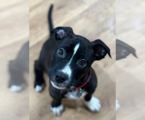 Medium Photo #6 American Pit Bull Terrier-Labrador Retriever Mix Puppy For Sale in Clarkston, MI, USA