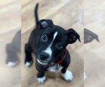 Small #5 American Pit Bull Terrier-Labrador Retriever Mix