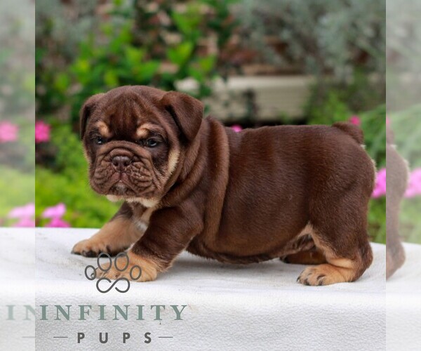 Medium Photo #2 English Bulldog Puppy For Sale in EPHRATA, PA, USA