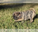 Small #4 Pug