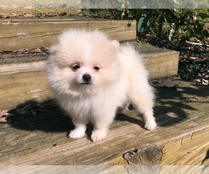 Pomeranian Puppy for sale in DAWSONVILLE, GA, USA