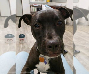 Dolly - Female American Staffordshire Terrier-Unknown Mix Dog for Adoption - Photo #5