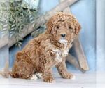 Small Photo #3 Goldendoodle (Miniature) Puppy For Sale in BIGLERVILLE, PA, USA