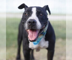 Bull Terrier-Unknown Mix Dogs for adoption in San Antonio, TX, USA