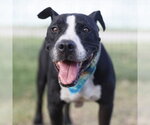 KING GARCIA - Male Bull Terrier-Unknown Mix Dog for Adoption - Small photo