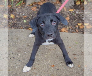 Amaya - Female Border Collie-Unknown Mix Dog for Adoption - Photo #3