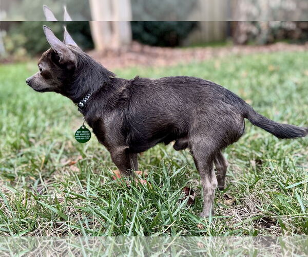 Medium Photo #2 Chihuahua Puppy For Sale in Cary, NC, USA