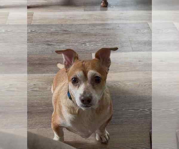 Medium Photo #1 Chihuahua-Unknown Mix Puppy For Sale in Middlesex, VT, USA