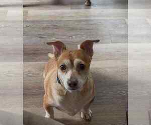 Chihuahua-Unknown Mix Dogs for adoption in Middlesex, VT, USA