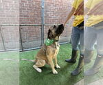 Small #3 Mastiff