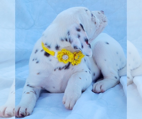 Medium Photo #8 Dalmatian Puppy For Sale in CAPE MAY COURT HOUSE, NJ, USA